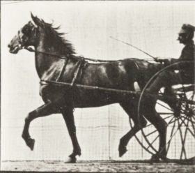 Plate 612 'Dercum' trotting, harnessed to sulky — figure reference
